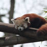 Red Panda 3