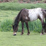 Appaloosa pony