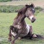 Appaloosa pony 7
