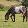 Appaloosa pony 9