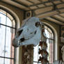 Horse skull 4