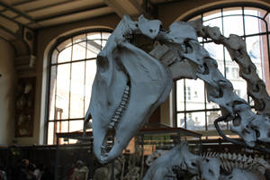 Horse skull 5
