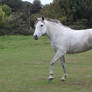 Gray lusitano