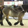 Ardennais horse