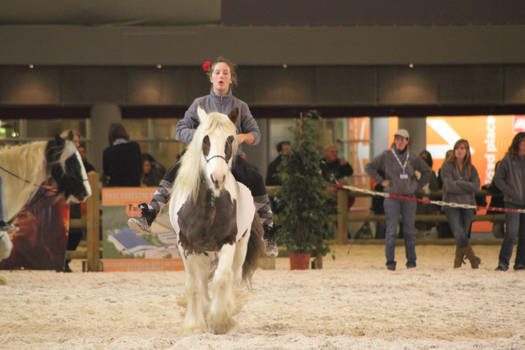 Tovero chetsnut irish cob