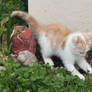 Red and White kitten