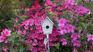 Azelea Birdhouse
