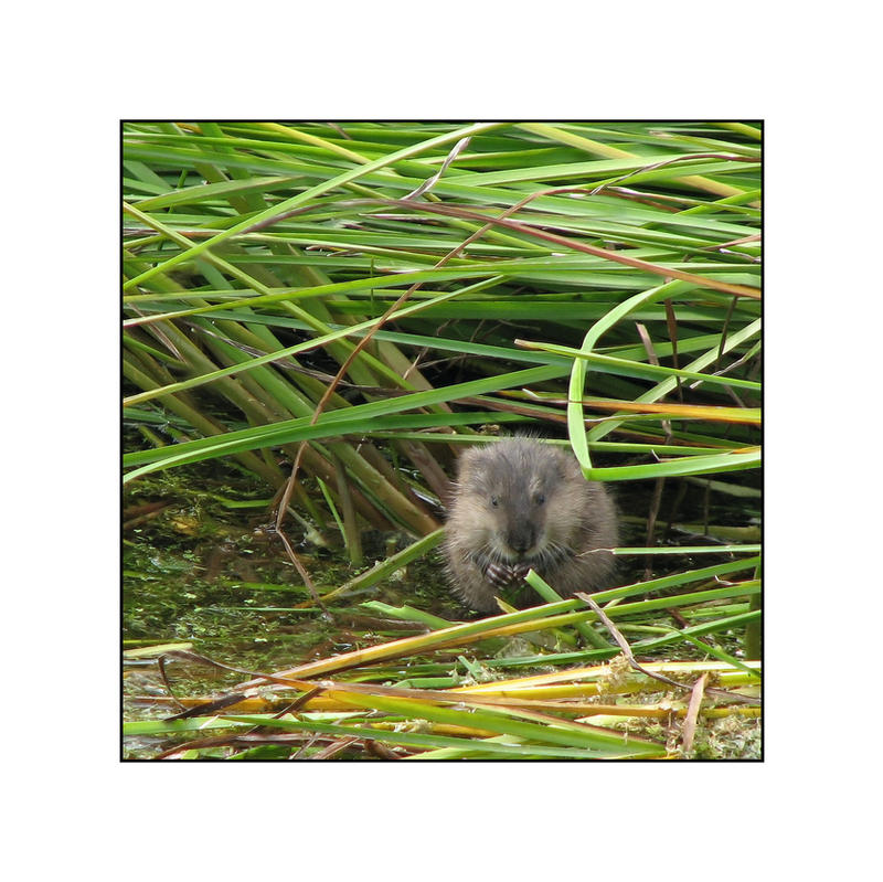 muskrat lunch by magdalenasworld on DeviantArt