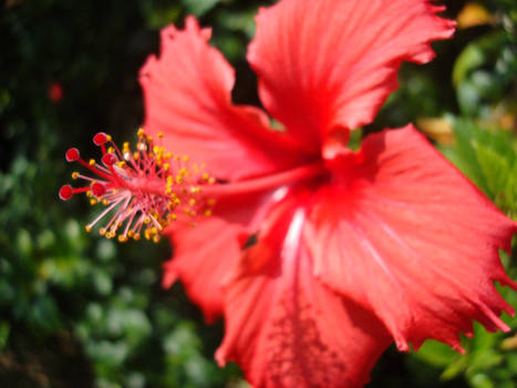 red flower