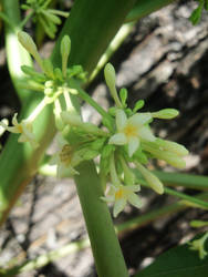 Tiny flowers