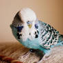 Budgie