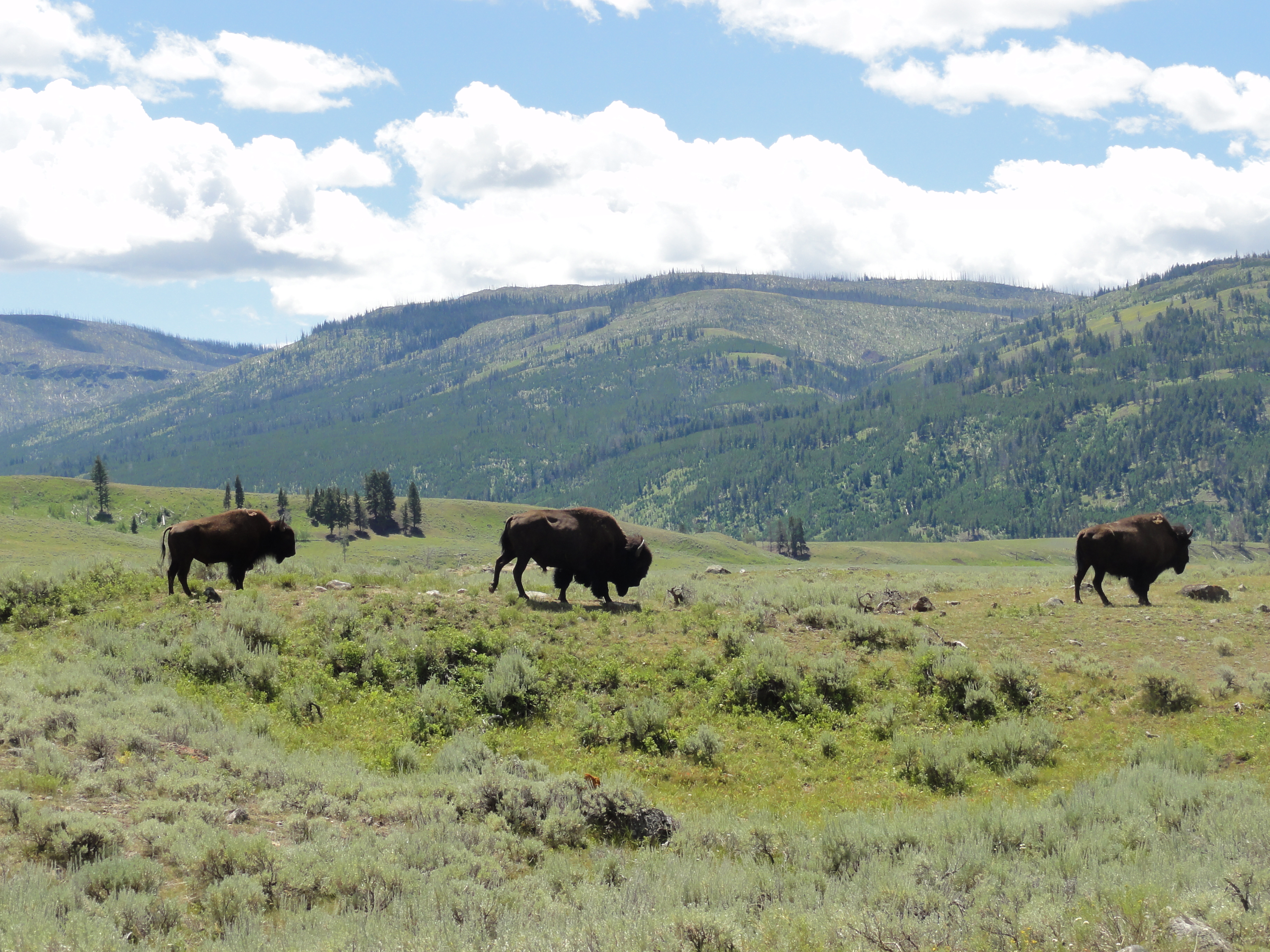 Three bison