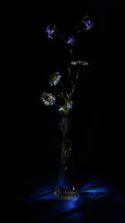 Wild flowers (lightpainting)