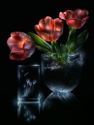 Tulips (lightpainting)