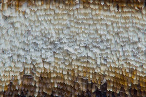 Butterfly wing scales