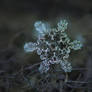 Real snowflake macro photo - Slight asymmetry