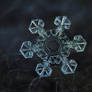 Real snowflake macro photo - Ice crown