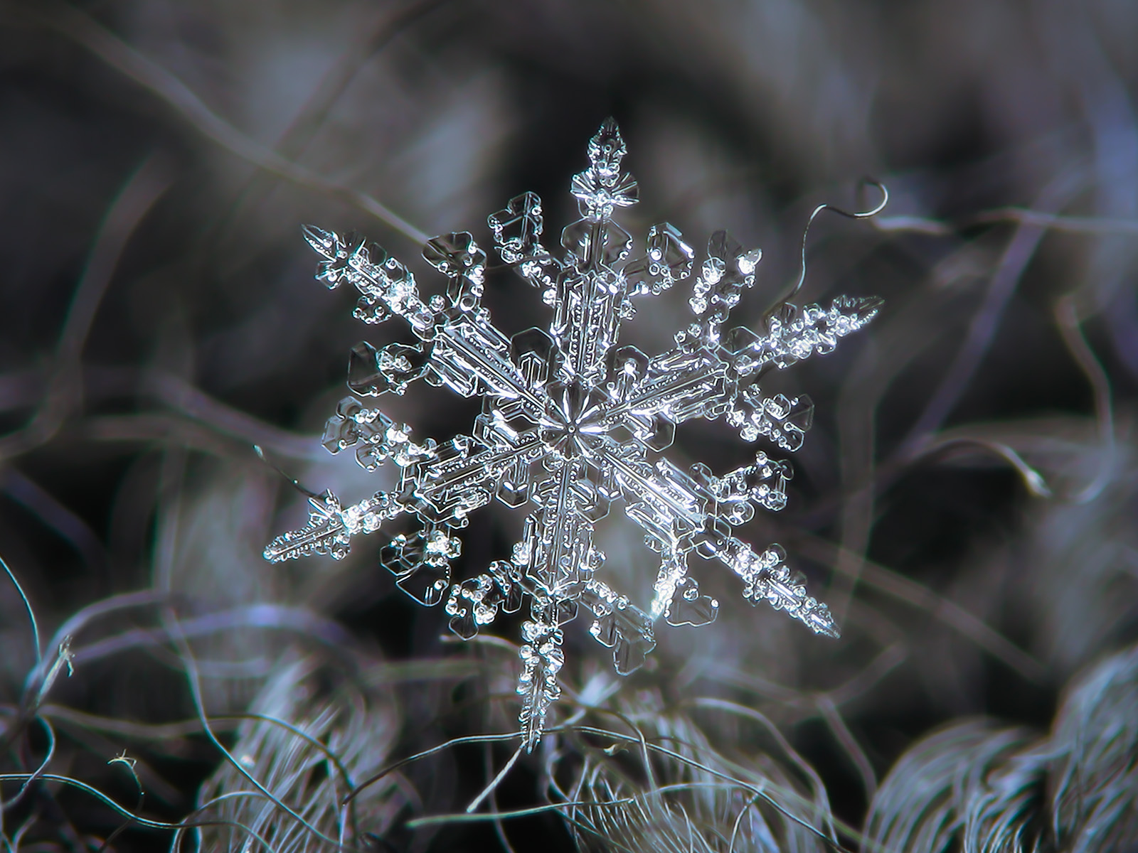 Real snowflake by Alexey-Kljatov on DeviantArt