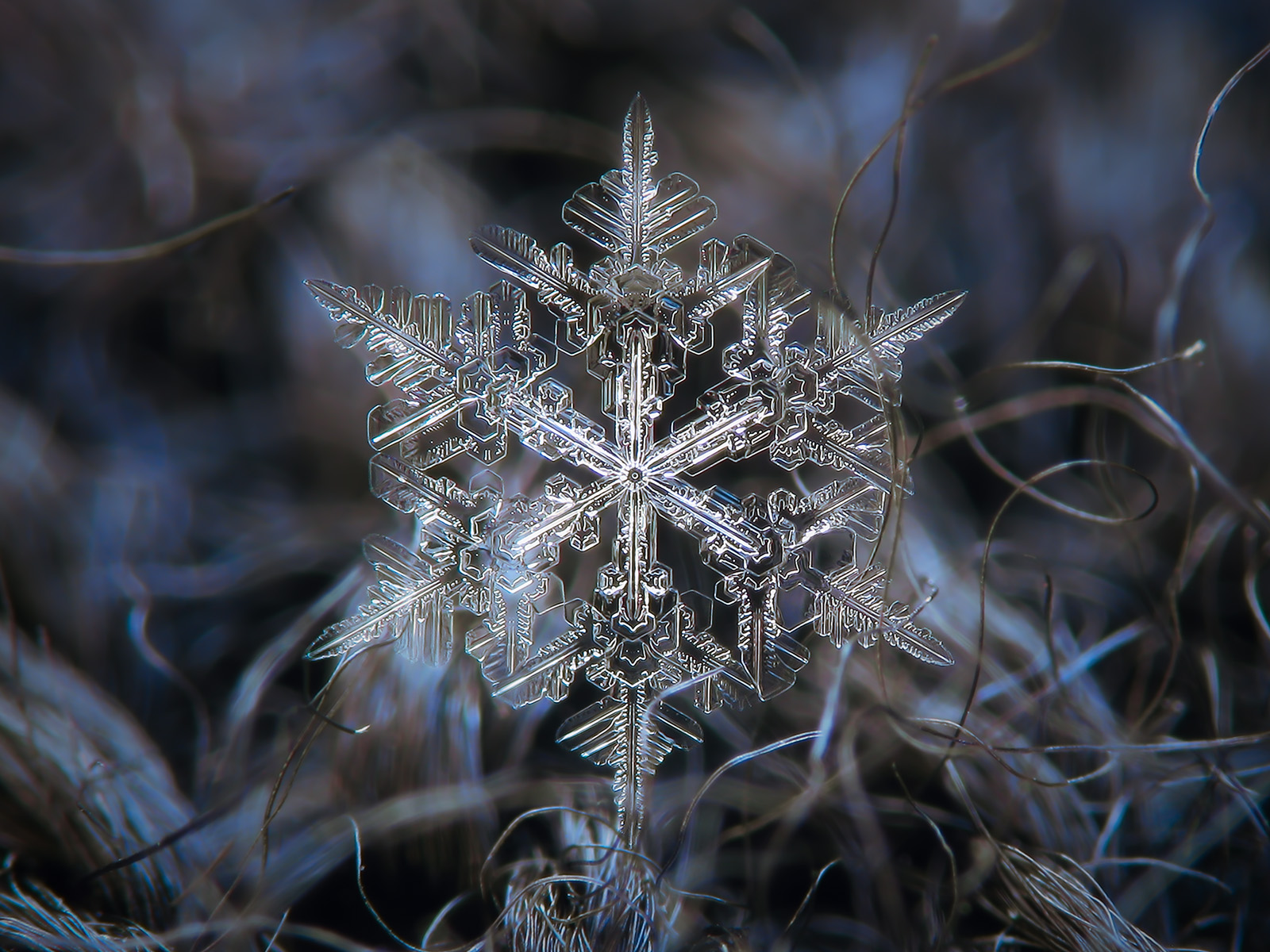 Real snowflake macro photo by Alexey-Kljatov on DeviantArt