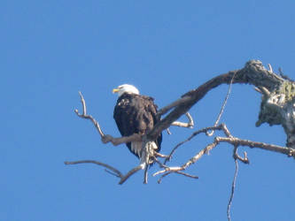 Majestic Eagle