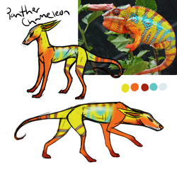 Panther Chameleon