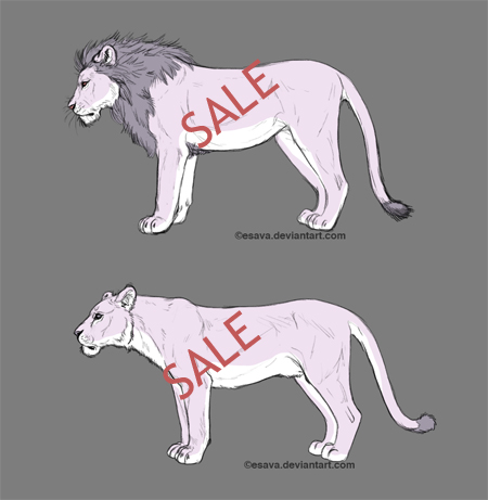 Lion Lineart for Sale