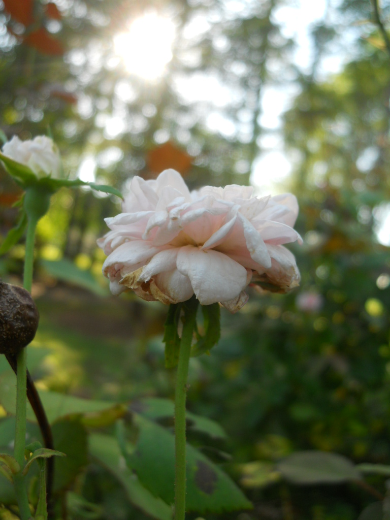 Little white rose