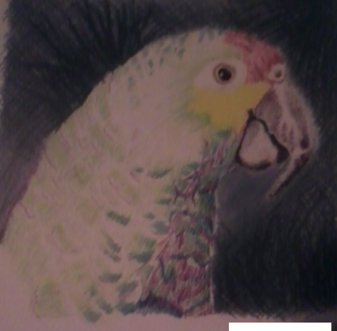 Parrot