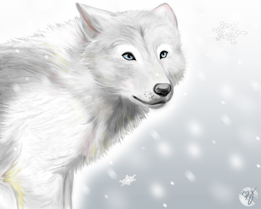 white wolf by adiAdii on DeviantArt white wolf by adiAdii on DeviantArt