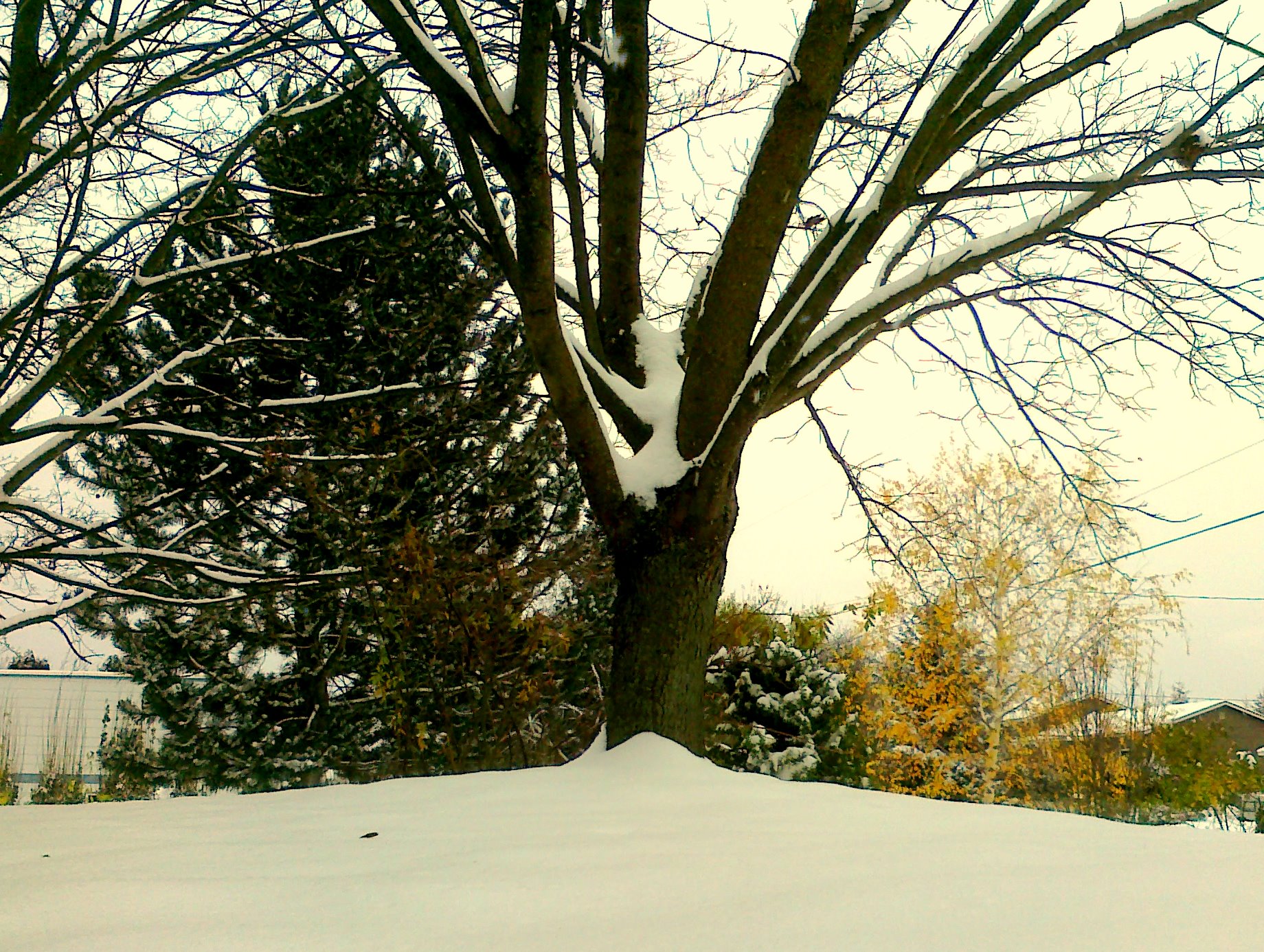 December tree