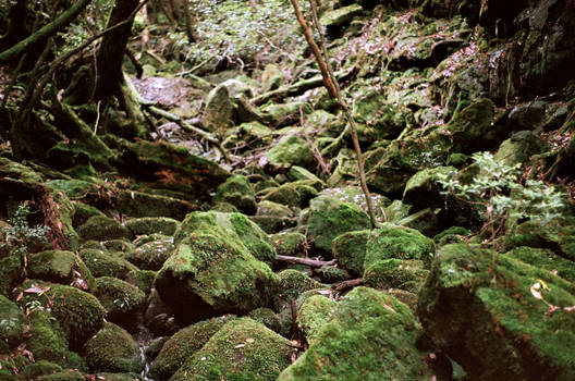 Yakushima Hike