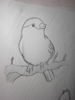 Summer Sketch Finch