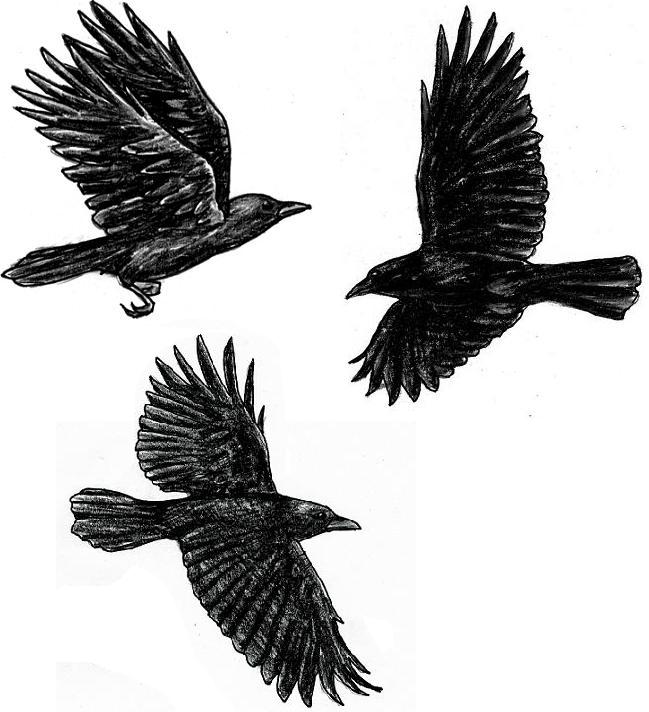 Flying Crow Flash