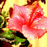 Hibiscus