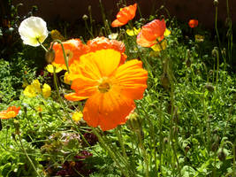 Poppies in the wind