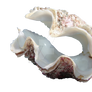 Sea Clam PNG