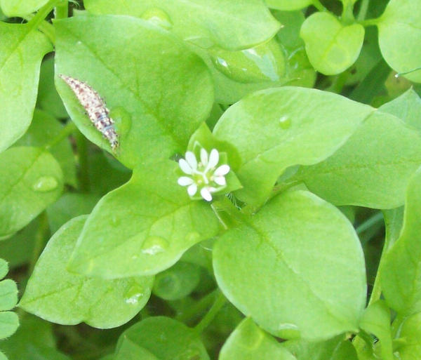 Lonestar Flowers: Chickweed by Ja-Kitsu-Ryou on DeviantArt