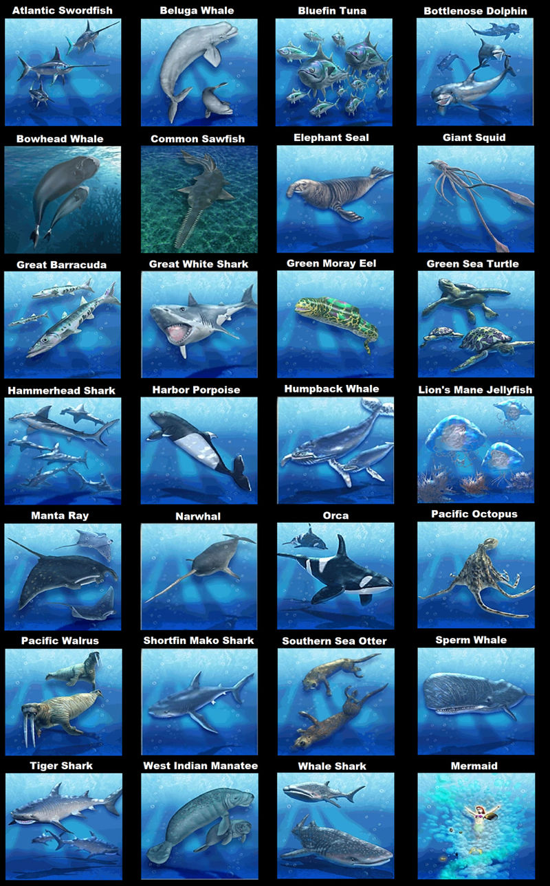 All animals of Zoo Tycoon Marine Mania by nickthetrex on DeviantArt