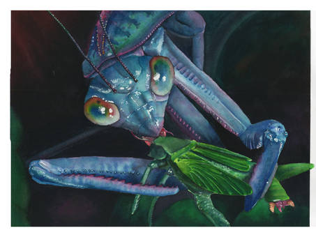 Masticating Mantis
