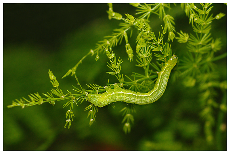 Green Caterpillar