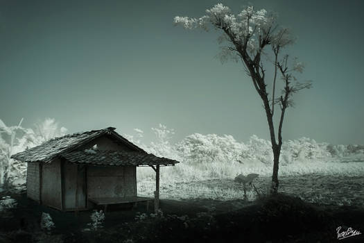 ...The Lonely Shack...