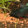 Jackie the betta splendens