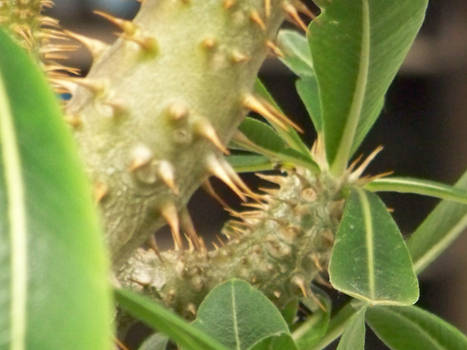 Cactus close up