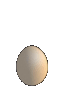 Rabbit egg