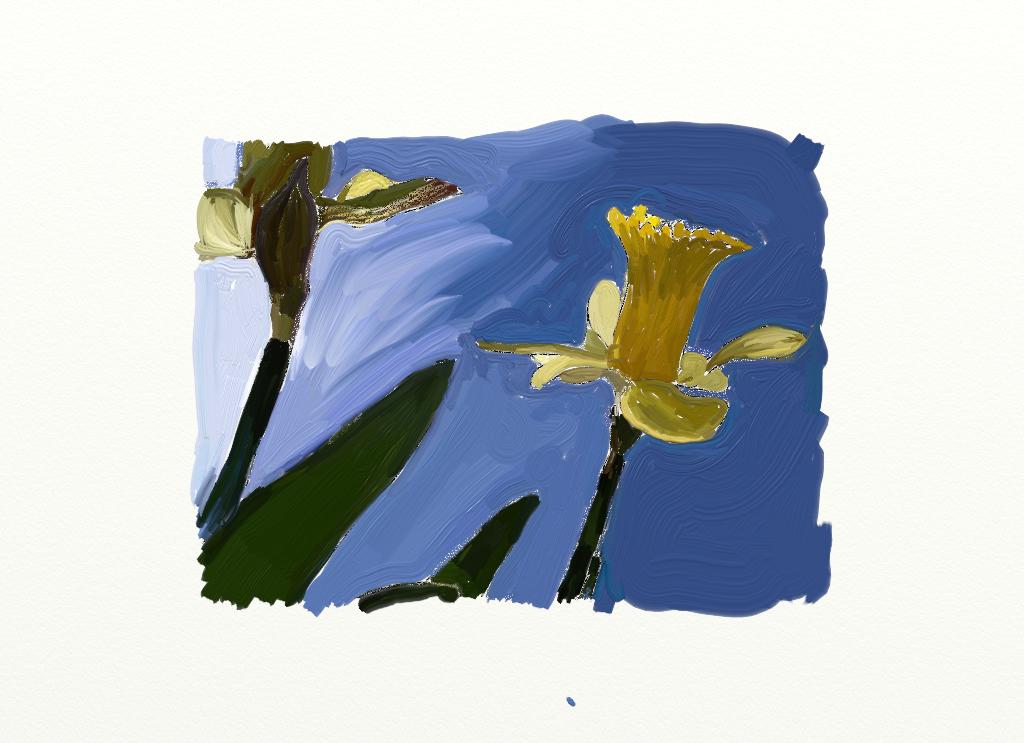 daffodils