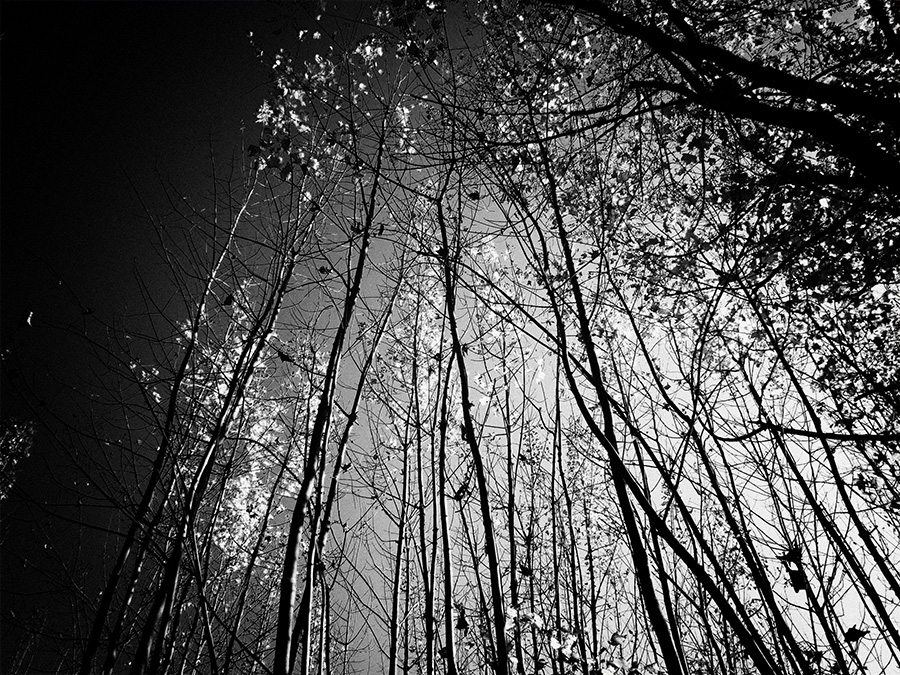 trees bw