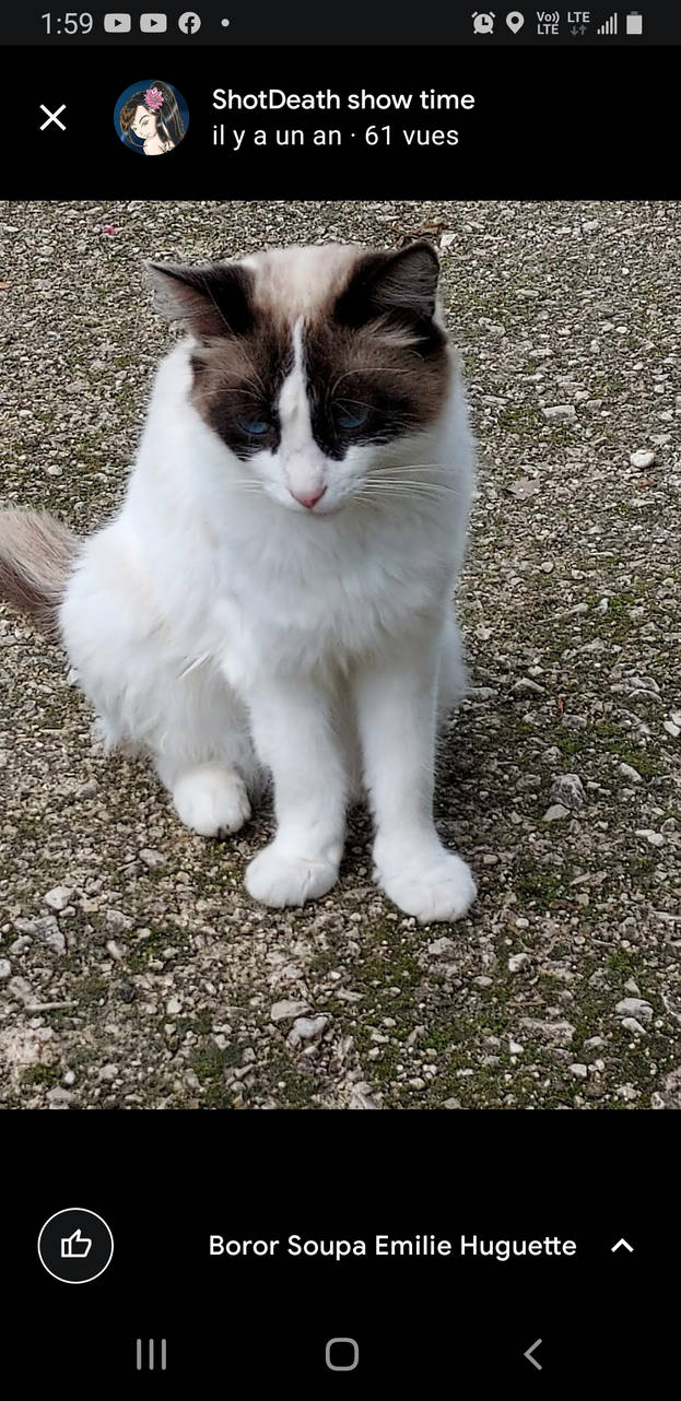 mon chat a disparu