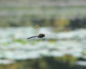 dragonfly 6.