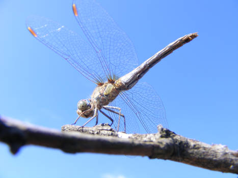 dragonfly 8.