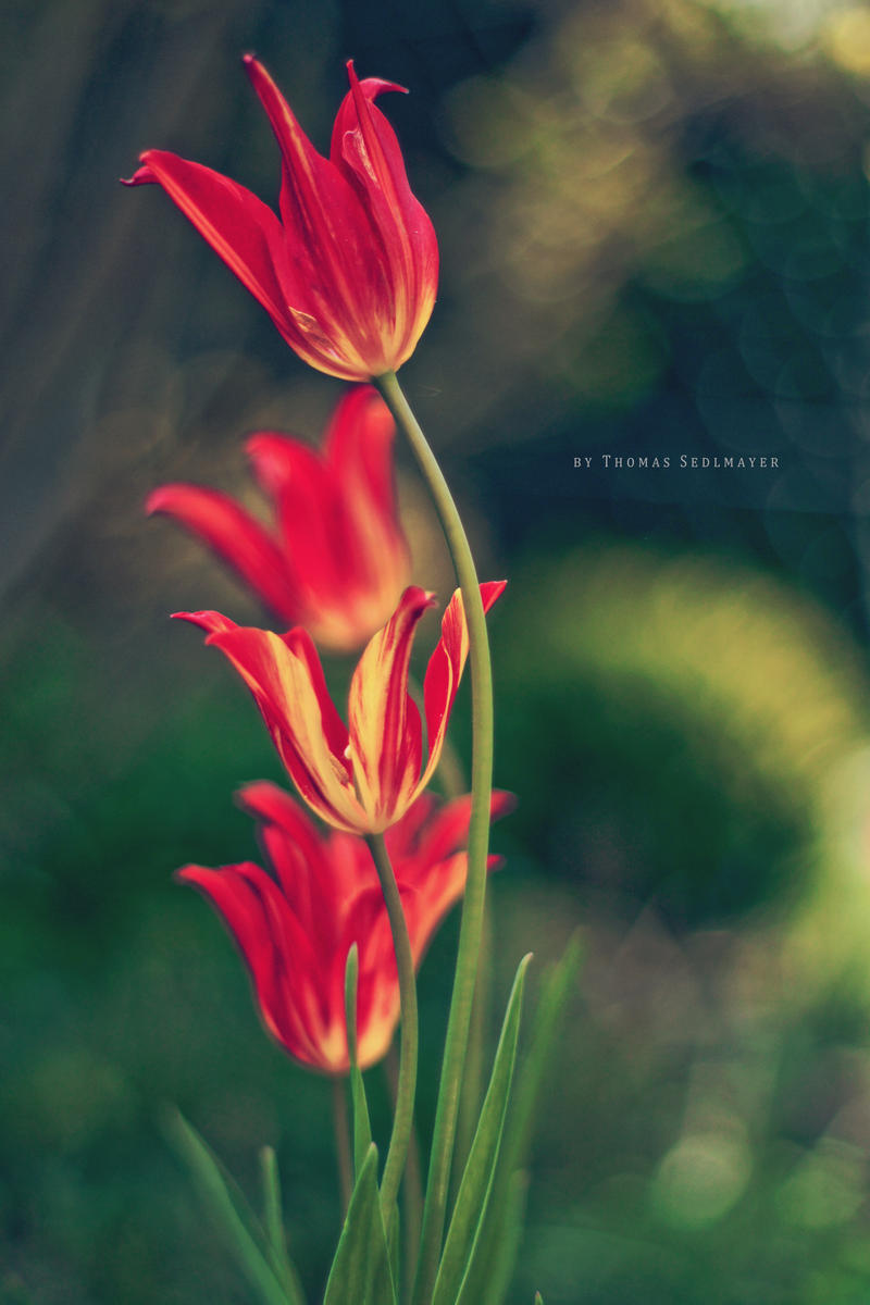 red tulips